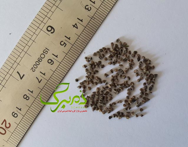 خرید بذر زبان در قفا