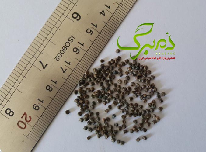 چلچراغی خرید بذر گل چلچراغی