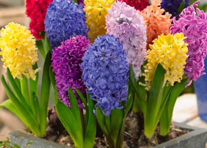 نگهداری از گل سنبل در خانه