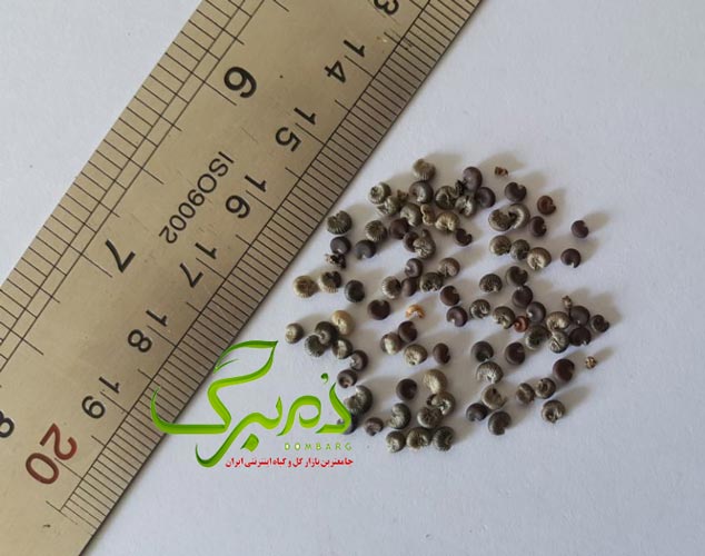 خرید بذر لاواترا