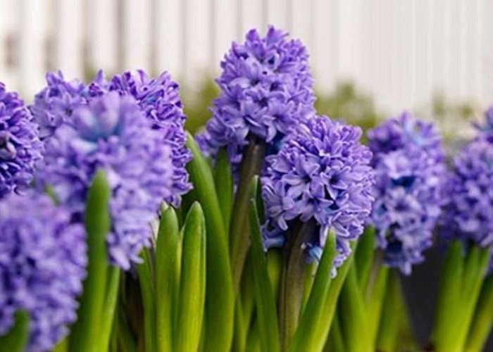 نگهداری گل سنبل