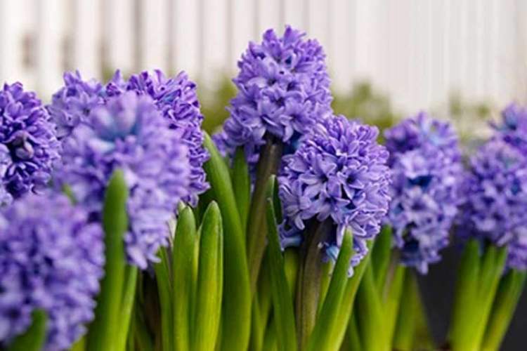 نگهداری گل سنبل