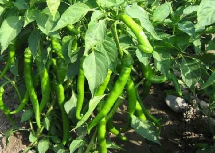 کاشت فلفل در باغچه و گلدان