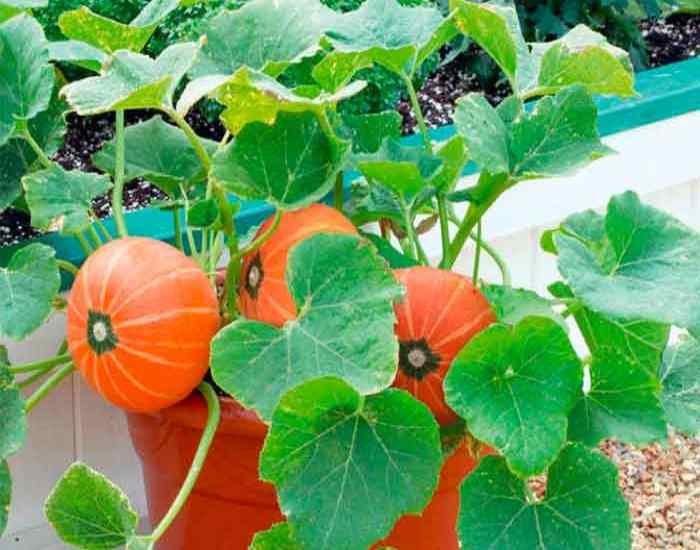 کاشت کدو حلوایی