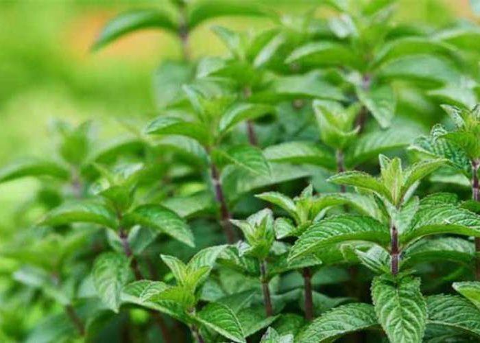 روش کاشت نعناع