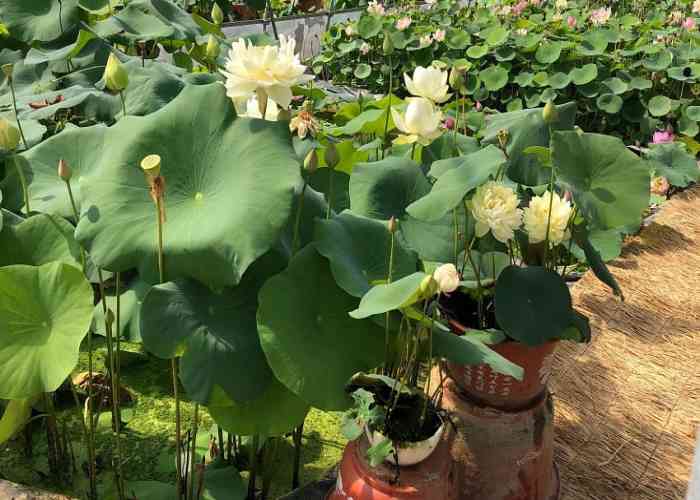 کاشت نیلوفر آبی در گلدان