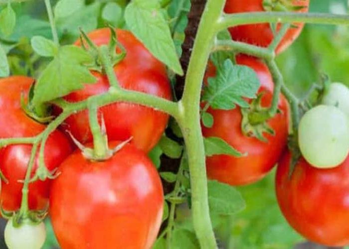 کاشت گوجه گیلاسی در گلدان