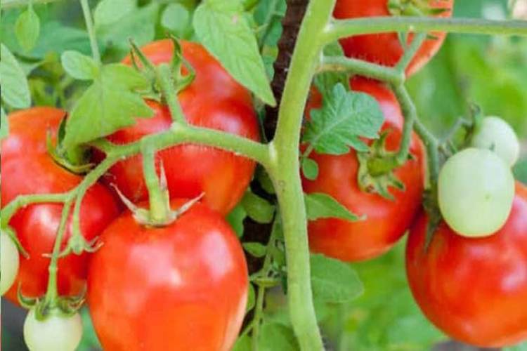 کاشت گوجه گیلاسی در گلدان