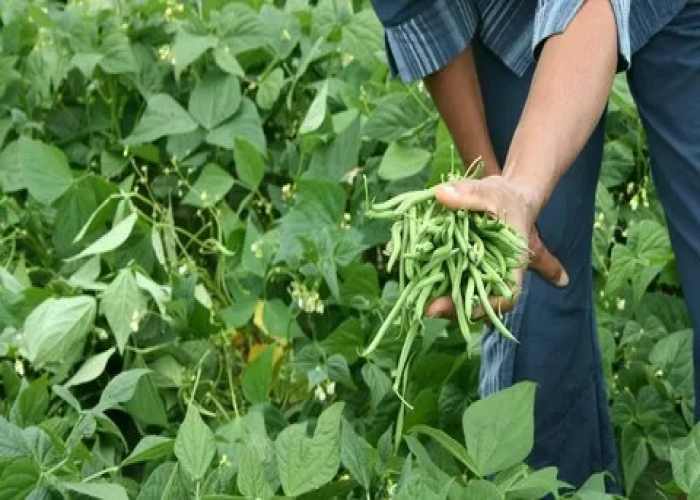 برداشت لوبیا از زمین