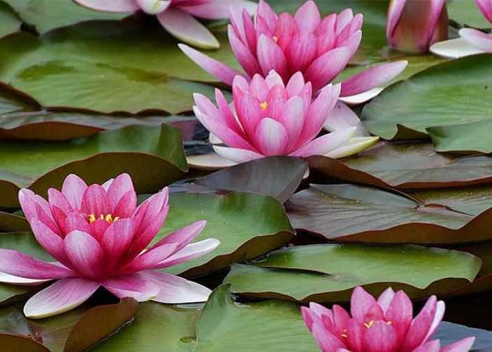 نگهداری و کاشت گل نیلوفر آبی