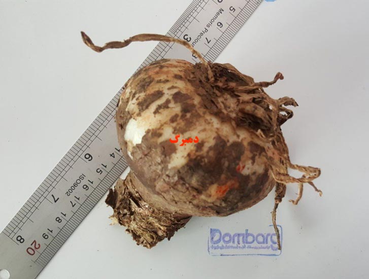 خرید پیاز گل آماریلیس