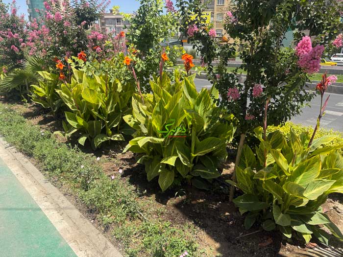 بذر گل اختر طلایی