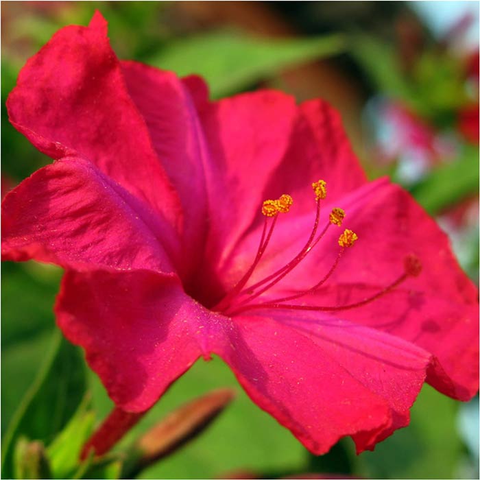 فروش بذر لاله عباسی قرمز