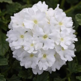 بذر گل شاهپسند سفید