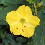 yellow خرید بذر گل لاله عباسی زرد