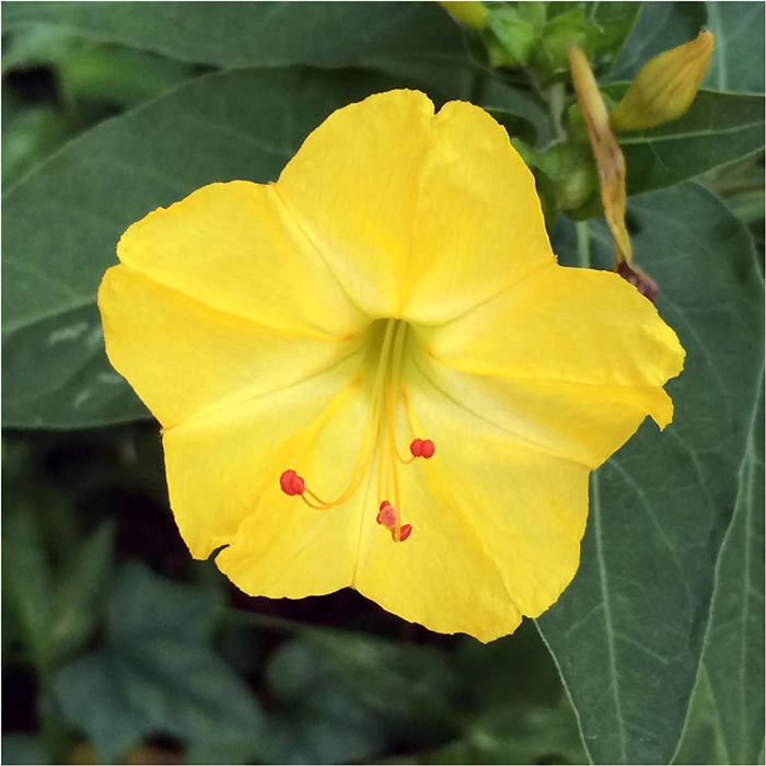 yellow خرید بذر گل لاله عباسی زرد
