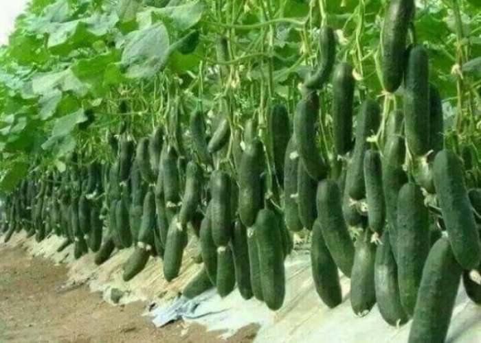 بوته خیار