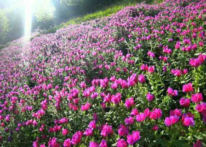 مزرعه گل گاوزبان