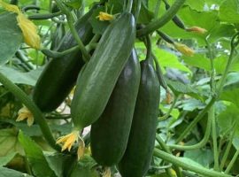 آشنایی با مراحل کاشت بذر خیار و نگهداری آن