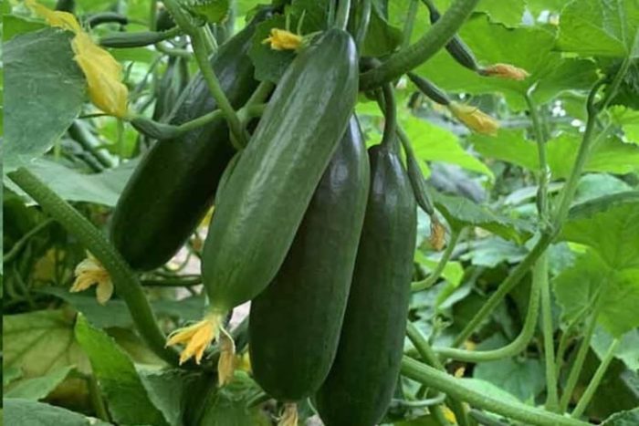 کاشت بذر خیار