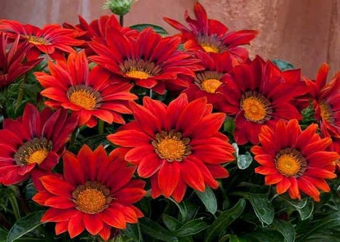 کاشت گل گازانیا