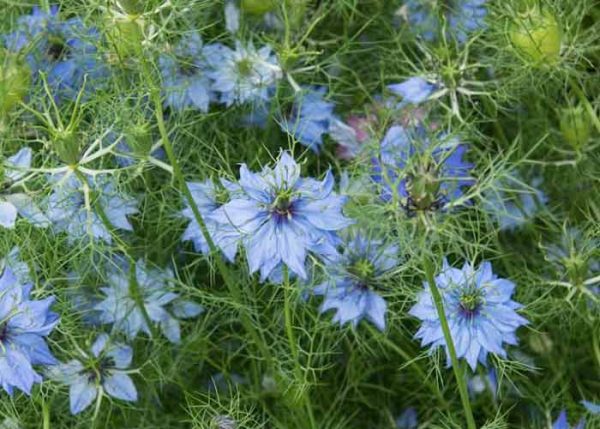 کاشت بذر سیاهدانه زینتی