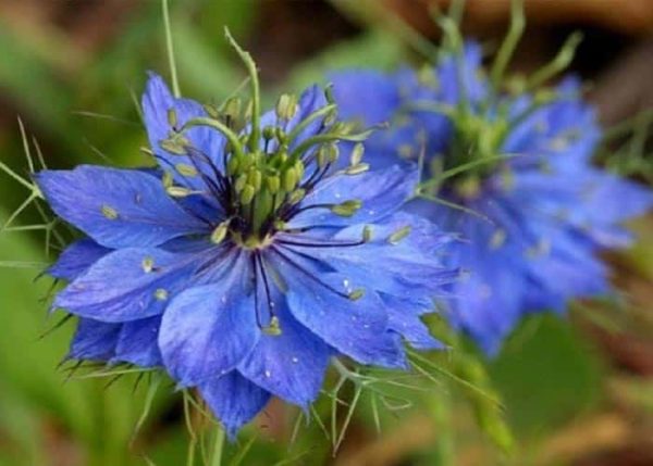 گل سیاهدانه زینتی