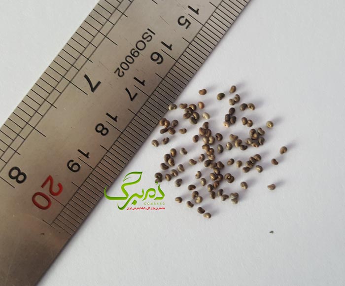 خرید بذر اسپرک باغی