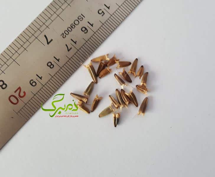 تیتونیاا تشخیص بذر گل تیتونیا مرغوب