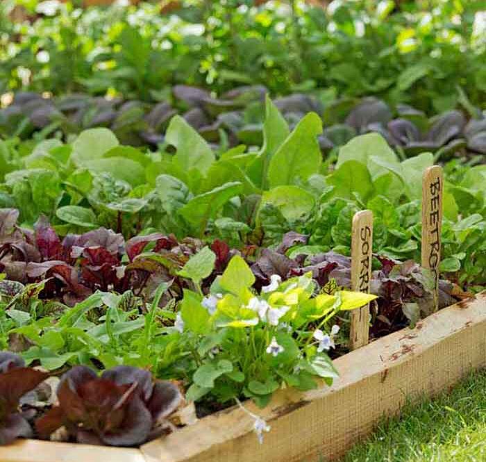 سبزیجات برای کاشت در باغچه