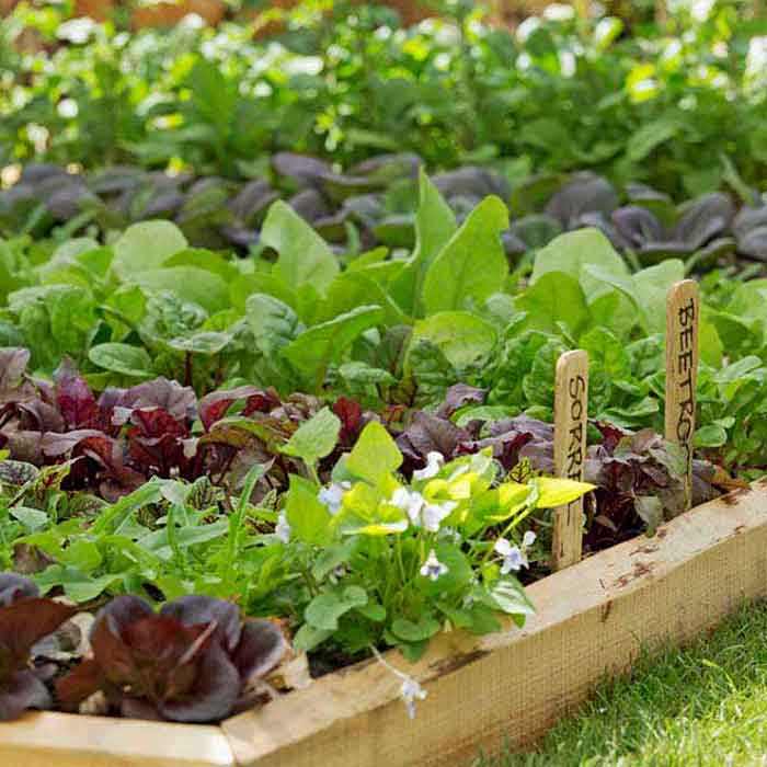 سبزیجات برای کاشت در باغچه