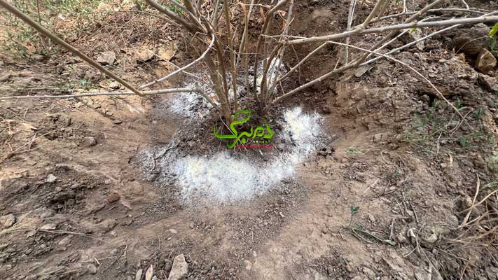 IMG_1159 روش مصرف سوپرجاذب کشاورزی