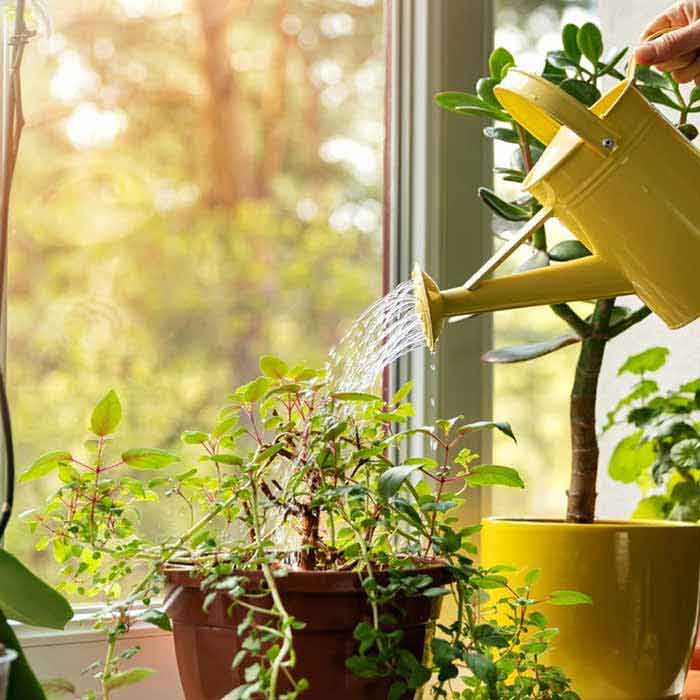 فایده گیاهان آپارتمانی
