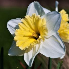 خرید نرگس هلندی آیس فولیس