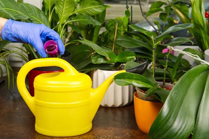 خواص کود مایع برای گیاهان آپارتمانی