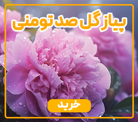 خرید پیاز گل صد تومنی