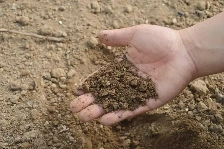 خاک مناسب برای کاشت گل شب بو خاک سبک و غنی از مواد مفید برای گیاه است.