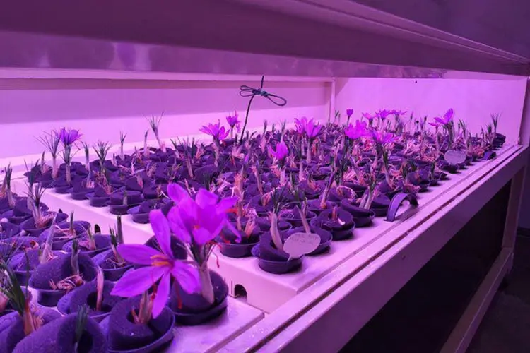 کاشت زعفران به روش‌های گلخانه‌ای و غیرسنتی ساده‌تر، کم هزینه‌تر اما نیازمند دانش تخصصی است.