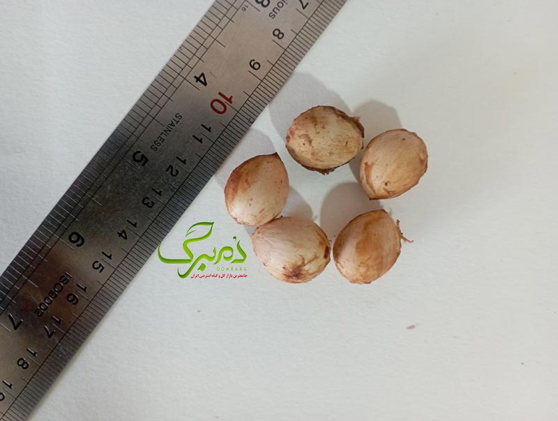 بذر درخت ژینکو