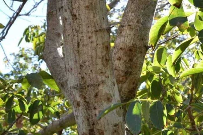 انواع آفات درخت گردو