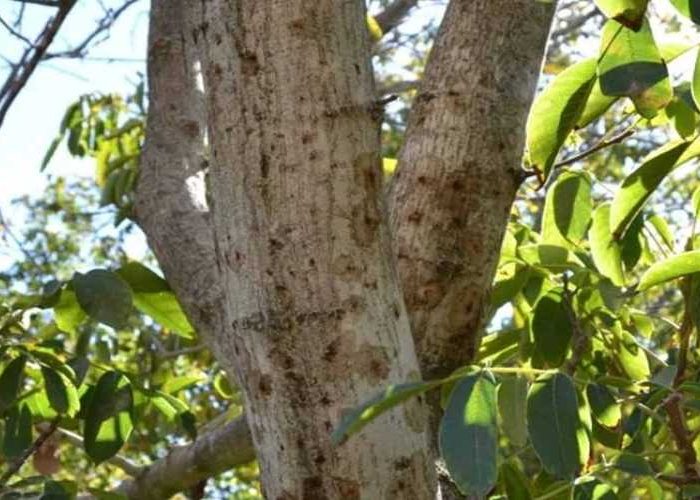 انواع آفات درخت گردو