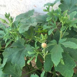 bamm بذر گل بامیه