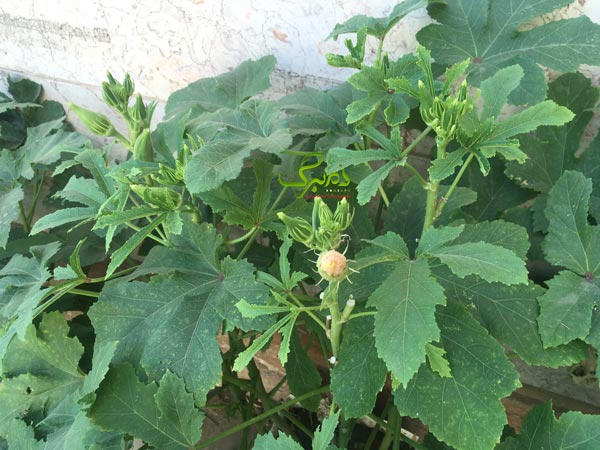 bamm بذر گل بامیه