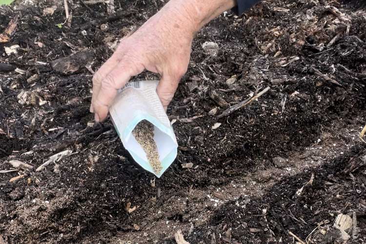 کاشت بذر چغندر لبویی دیترویت