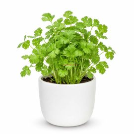 بذر عمده گشنیز
