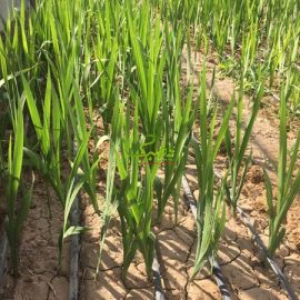 glayol گلدهی پیاز گل گلایول