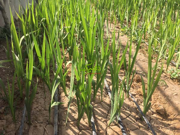 glayol گلدهی پیاز گل گلایول