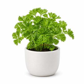 خرید بذر عمده سبزی جعفری