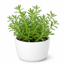 خرید بذر عمده مرزه