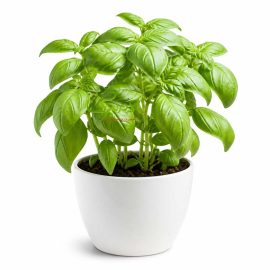 فروش بذر ریحان سبز عمده